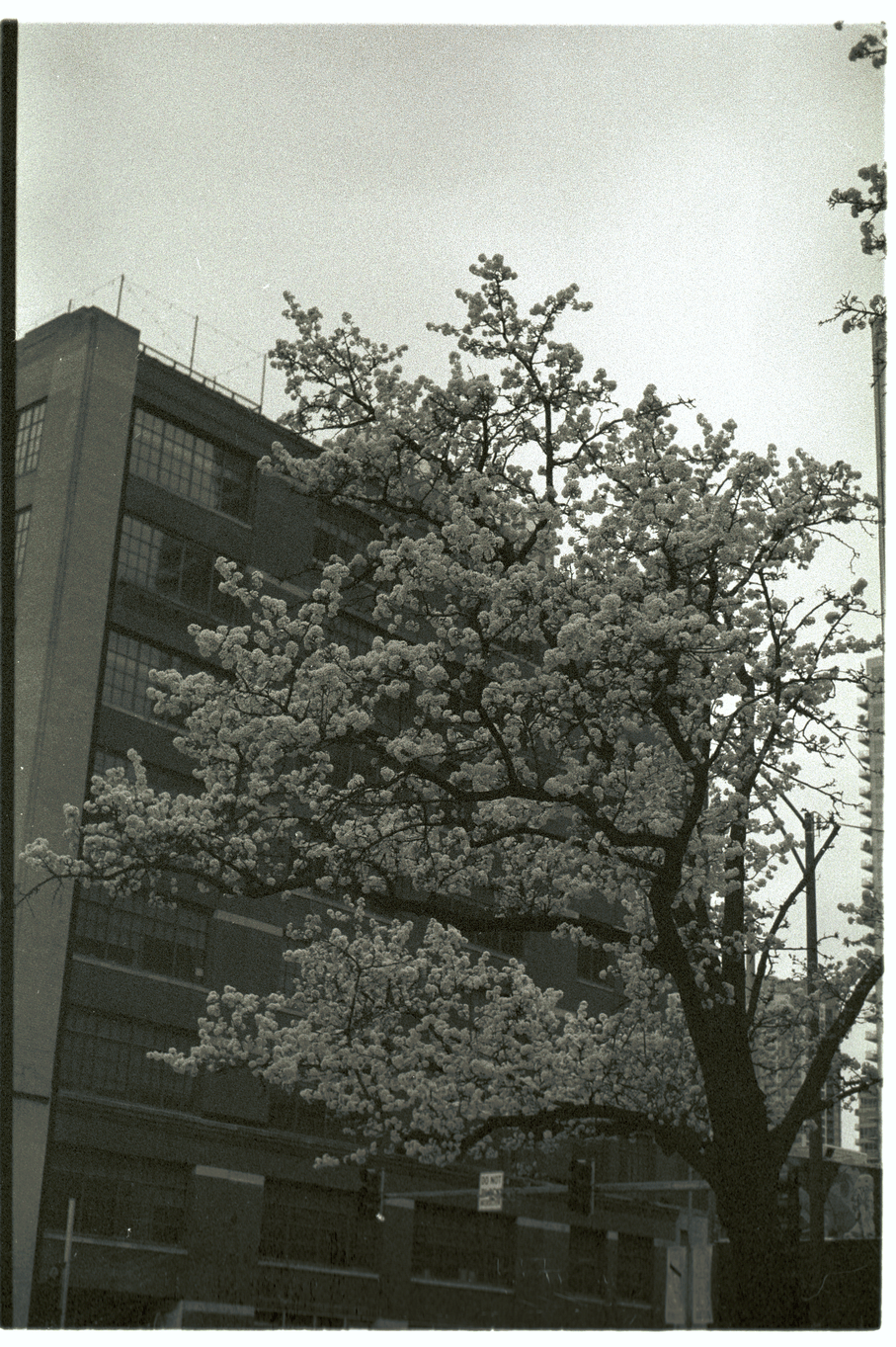 Sample scan
